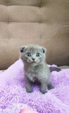 Британские котята фото 5
