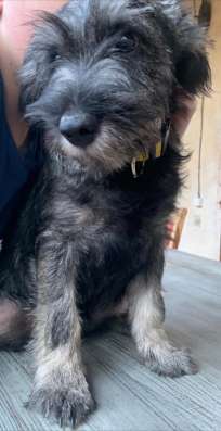 Щенки Миттельшнауцера - Mittelschnauzer фото 5