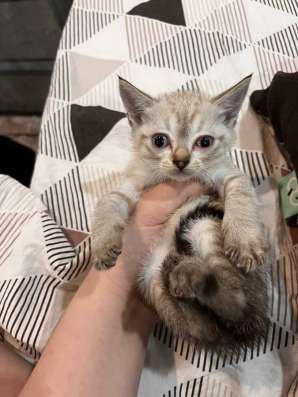Котята в Улан-Удэ