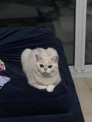 Кошка Калар-пойнт