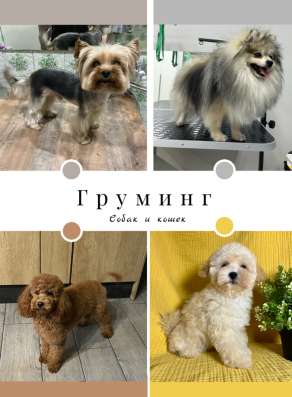 Груминг собак и кошек