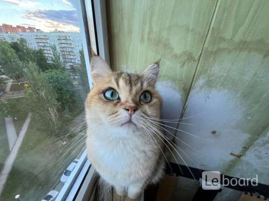 Продаю кошку
