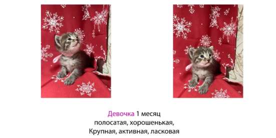 Котята в добрые руки. Чита в Чите
