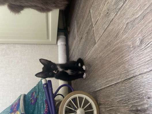 Котята в хорошие руки