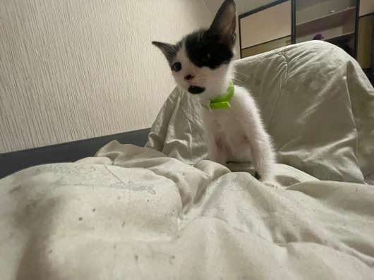 Котенок в добрые руки в Кудрово фото 3