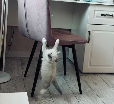 Белый пушистик/котенок ищет хозяина
