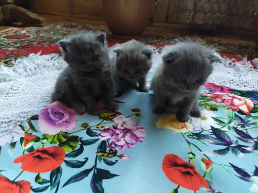 ШОТЛАНДСКИЕ КОТЯТА фото 6