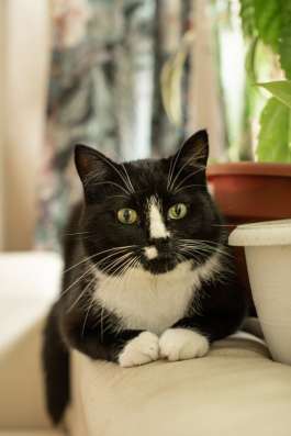 Плюшевый котик Маркиз ищет дом