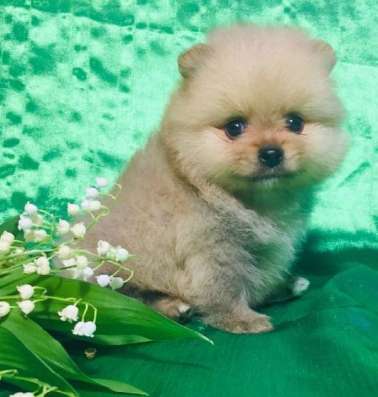 Щенки померанского шпица