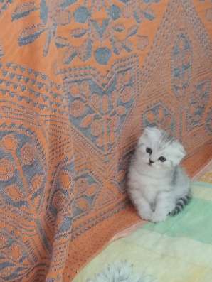 Продам шотландских котят