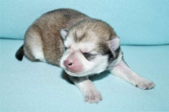 Щенки Помски Pomsky фото 3