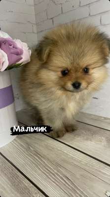 Щенки шпица в Кировске