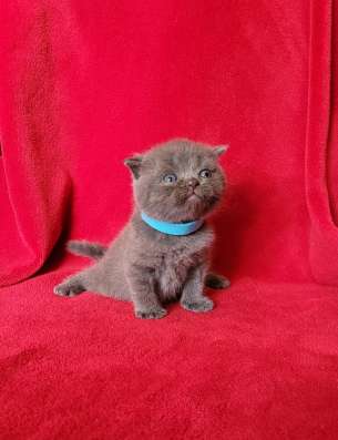Британские коротаошерстные котята фото 10