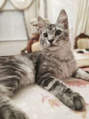 Котята мейн-кун из питомника фото 6