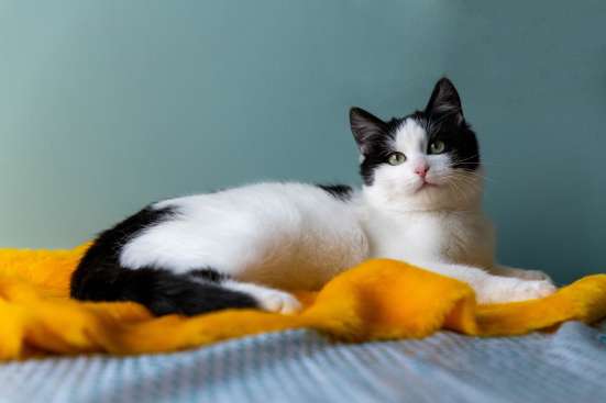Котенок Остин в добрые руки фото 3