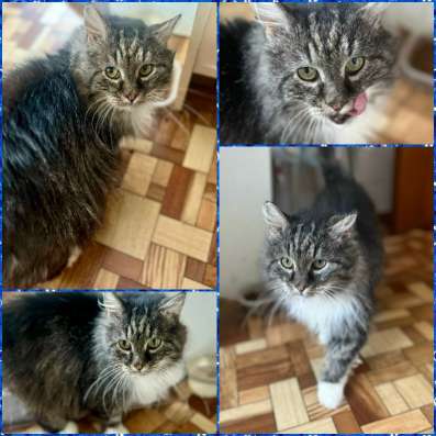 Котик Зубок даром