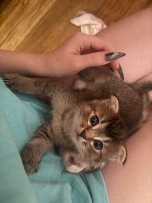 шотландские котята в Липецке фото 8