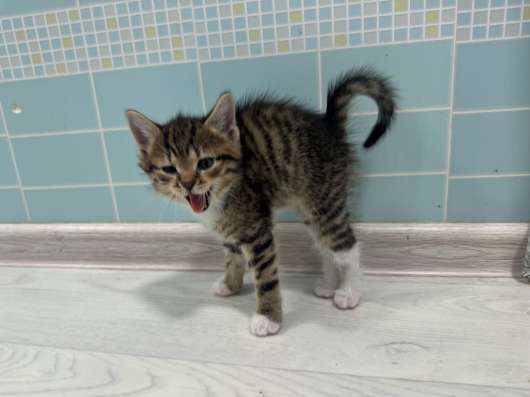 Котятки в дар