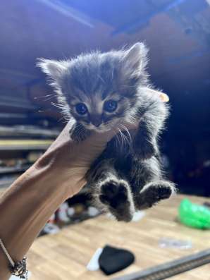 Милые котята в добрые руки! в Саратове фото 4
