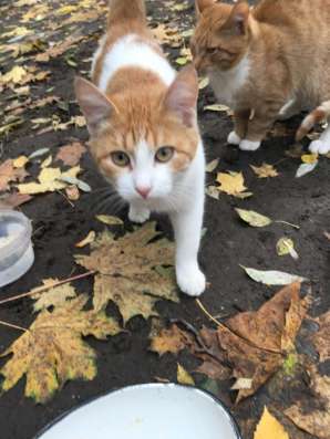 Котятам нужен дом в Москве