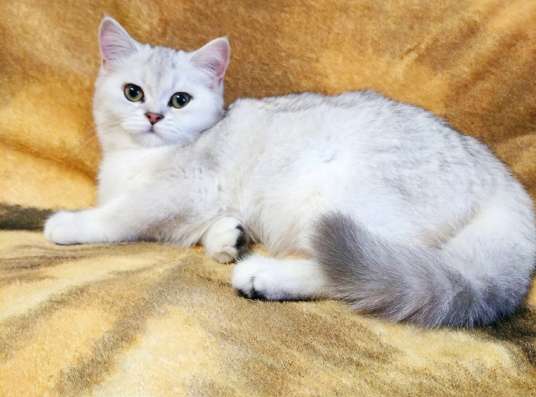 Продаётся шотландская кошечка