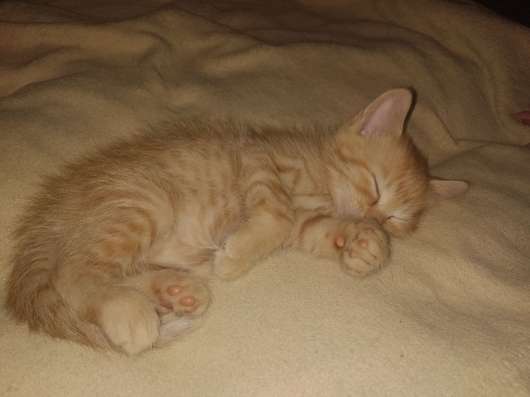 Котёнок в хорошие руки