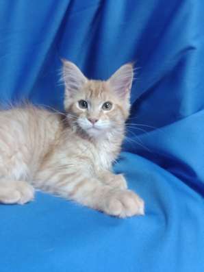 Red Maine Coon, boys фото 4