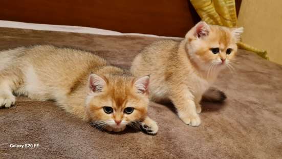Котята Британская короткошерстная