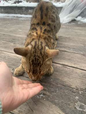 Отдам кота в хорошие в Киселевске фото 4