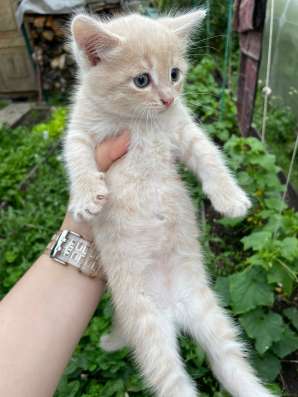Котята 3 штуки, вислоухие в Казани фото 7