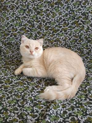 Шотландский котенок, мальчик