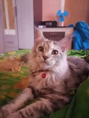 Котята породы Европейский Мейн-кун в Белгороде