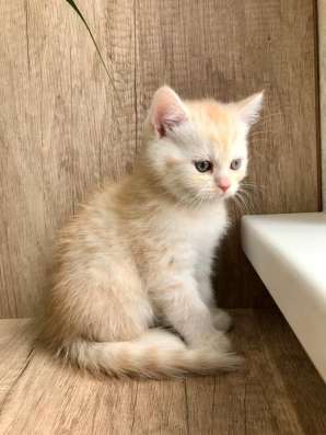 Клубный шотландский котёнок в Ставрополе фото 4
