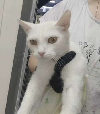 Ласковая кошечка ищет дом