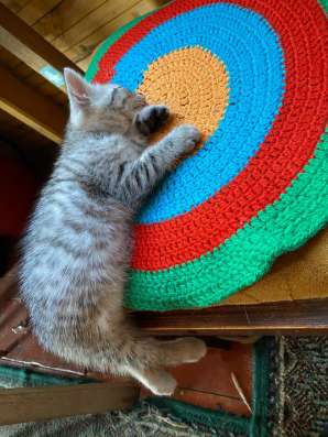 Котята (мальчики) в Набережных Челнах фото 8