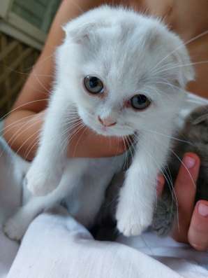 Продам шотландских котят фото 4