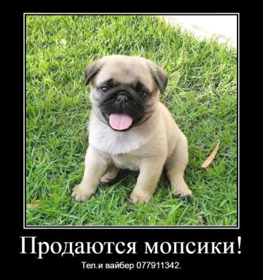 Продаются щенки королевского мопса!
