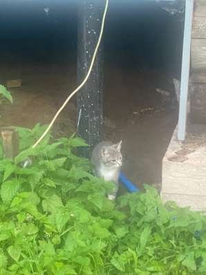 Котята в Санкт-Петербурге