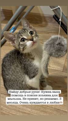 В добрые руки кошечка 3 месяца