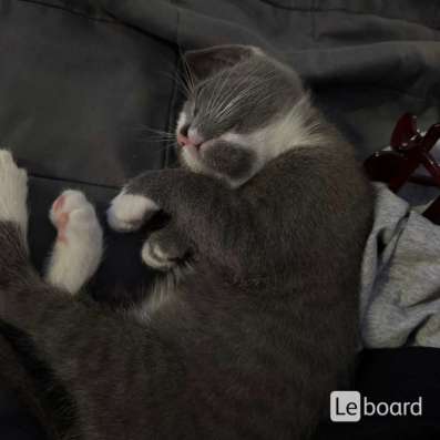 Котенок русский голубой в Казани