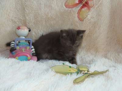 Продам котят британцев в Новосибирске фото 6