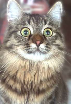Котик в добрые руки