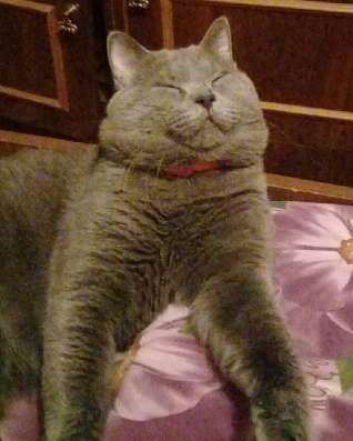 Продам шотландских котят, срочно фото 4