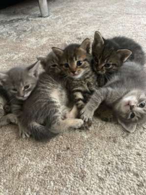 Котятки в добрые руки! в Барнауле фото 3