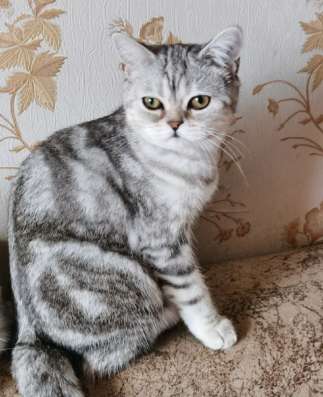 Шотландские котята в Москве фото 6