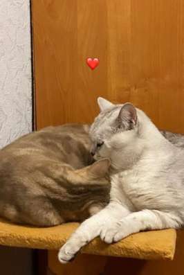 Шотландские котята в Челябинске фото 9