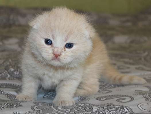 Шотландские котята в Твери фото 6