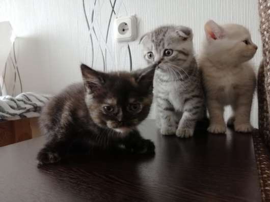 Шотландские котята