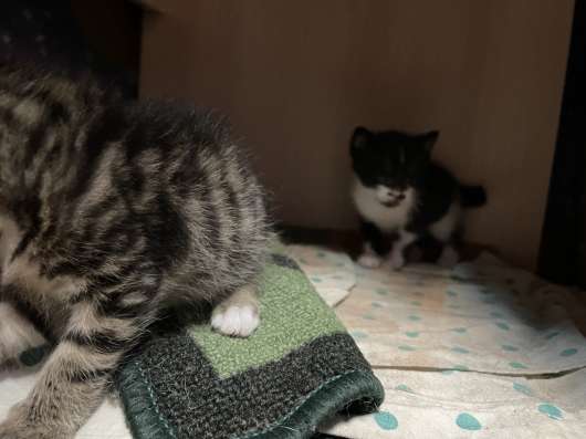 Маленькие котята