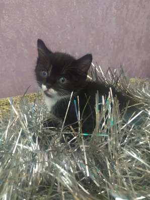 Отдам котят
